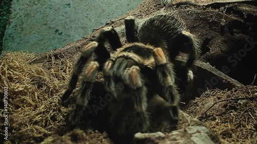 A tarantula (hairy arachnid belonging to the Theraphosidae family of spiders) in a box, standing still. Close-up shot.
 photo