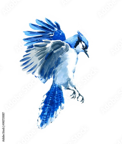 Tela Watercolor Bird Blue Jay Flying Hand Painted Illustration isolated on white back