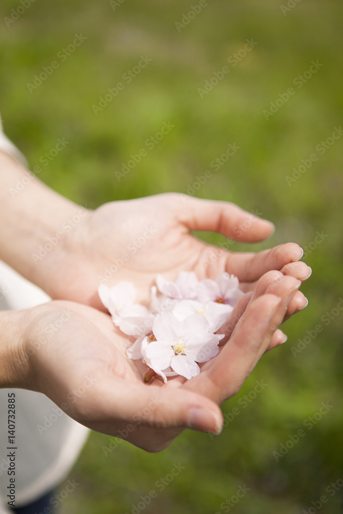 Cherry blossoms on woman's hands Cherry blossoms on woman's hands