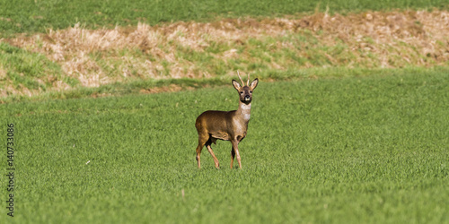 Roes in meadow -Roes  graze in the meadow in the middle.