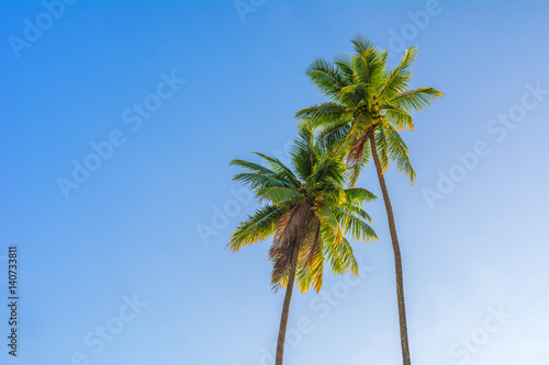 Two coconut tree with blue sky background  