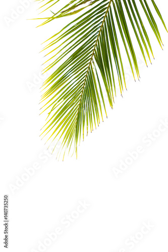 coconut green leaves isolated on white background