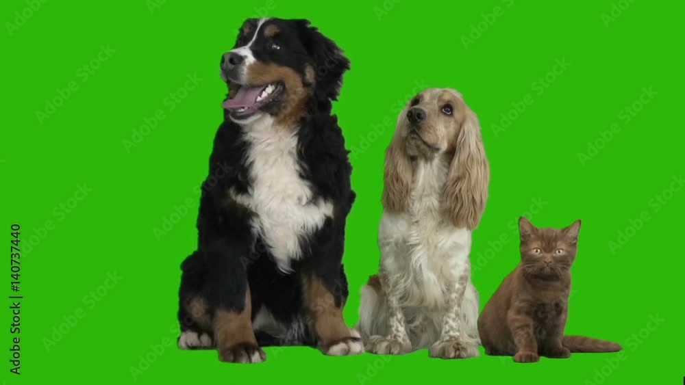 Bernese Mountain Dog, English cocker spaniel and kitten on green screen Bernese Mountain Dog, English cocker spaniel and kitten on green screen