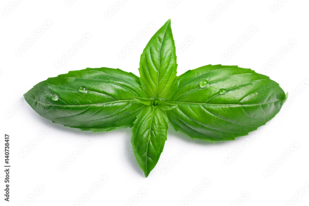 Genovese basil Ocimum basilicum, top view, paths Genovese basil Ocimum basilicum, top view, paths