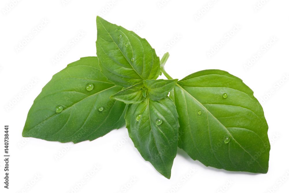 Thai holy basil Ocimum sanctum, top view, paths Thai holy basil Ocimum sanctum, top view, paths