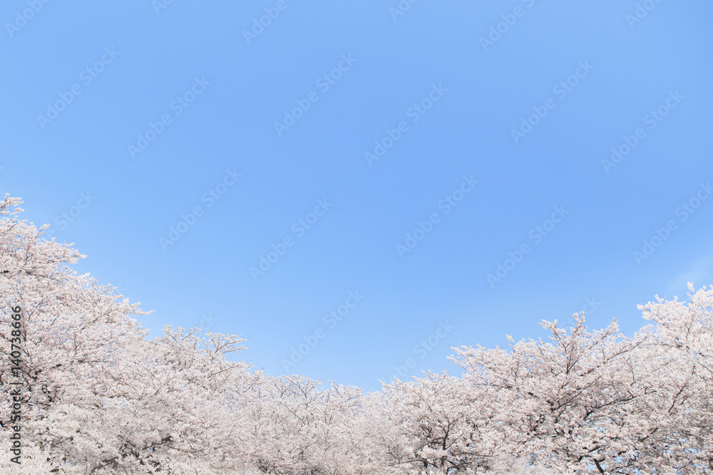 青空 桜並木 コラージュ 埼玉県 熊谷市 日本 青空 桜並木 コラージュ 埼玉県 熊谷市 日本