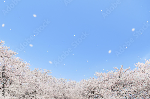 青空　桜吹雪　コラージュ　埼玉県　熊谷市　日本 © JJ.