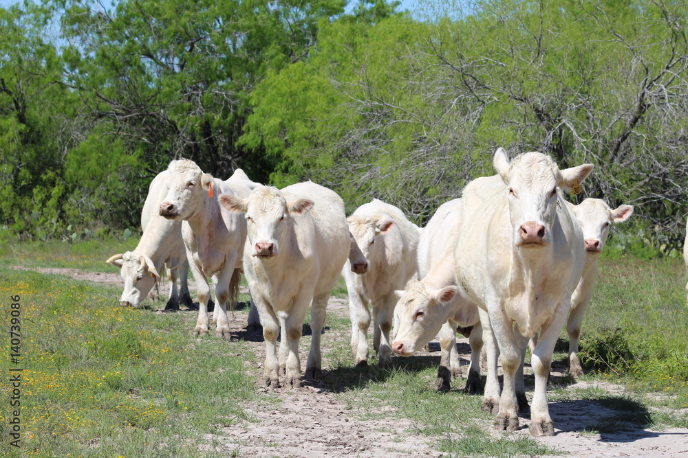 Charolais Cattle