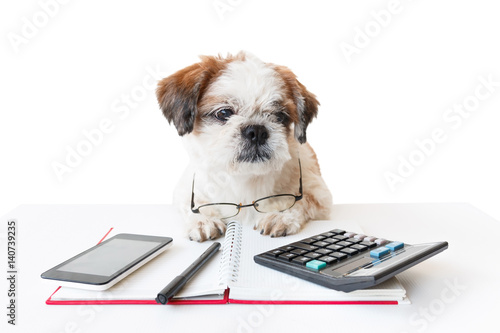 Dog work with notebook and office supplies on table white isolated background.