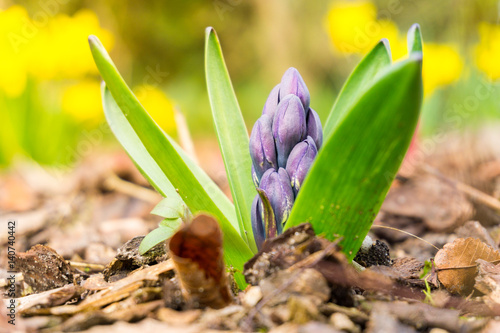 Hyazinthen im Frühling  photo