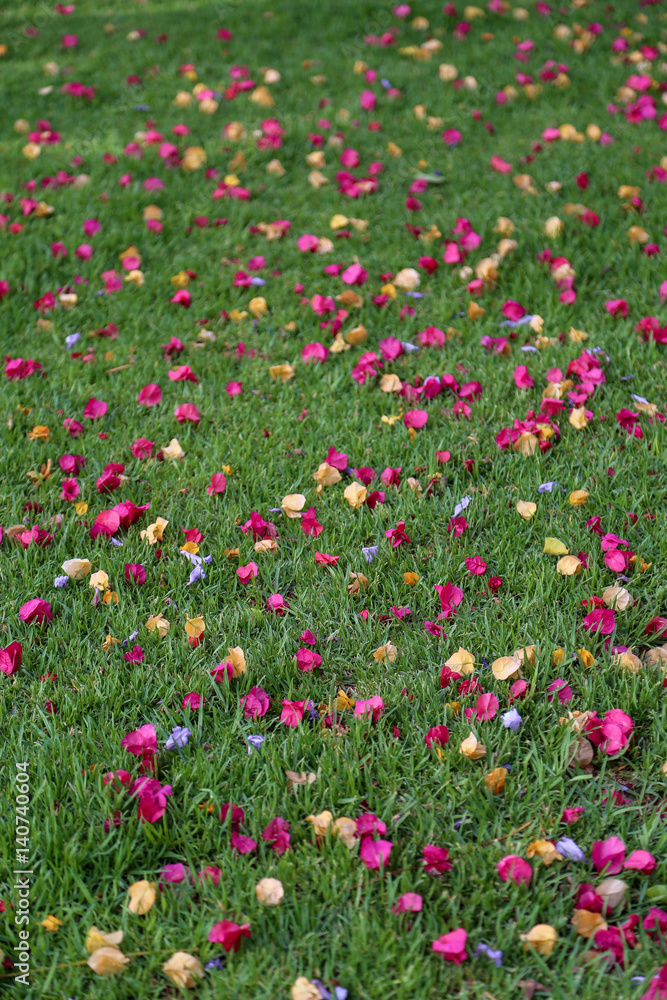 fleurs de bougainvilliers sur l'herbe vertical
