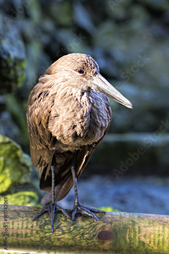 Hamerkop bird photo