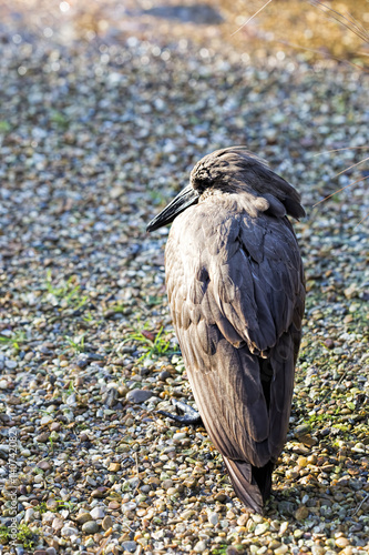 Hamerkop bird photo