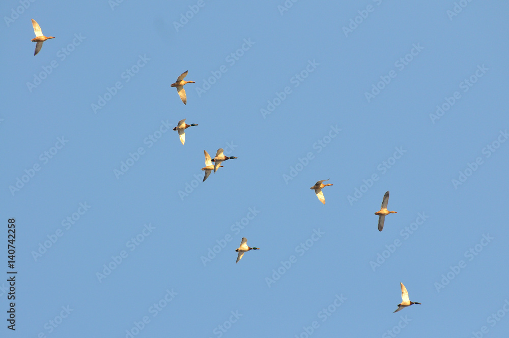 Flock of migratory ducks on background blue sky Flock of migratory ducks on background blue sky