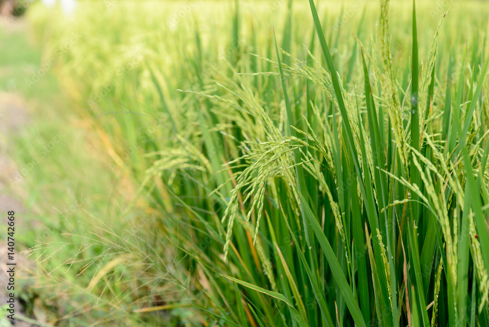Rice field. Thai agriculture Rice field. Thai agriculture