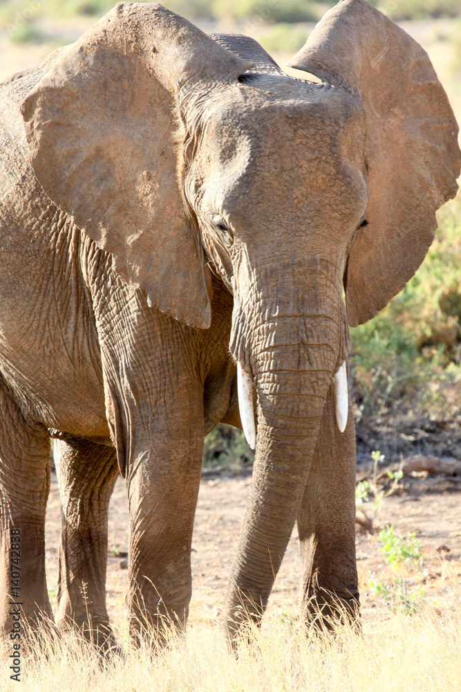 Fototapeta premium African elephant in Samburu National Reserve