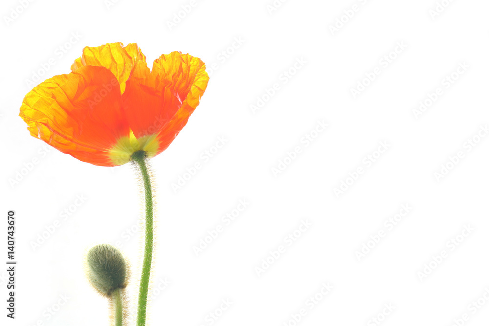 Obraz premium red poppy flower blooming on white #2