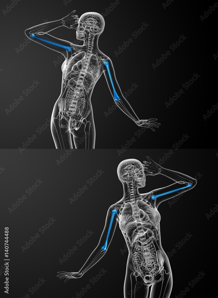 3D model Human Humerus Bone 01