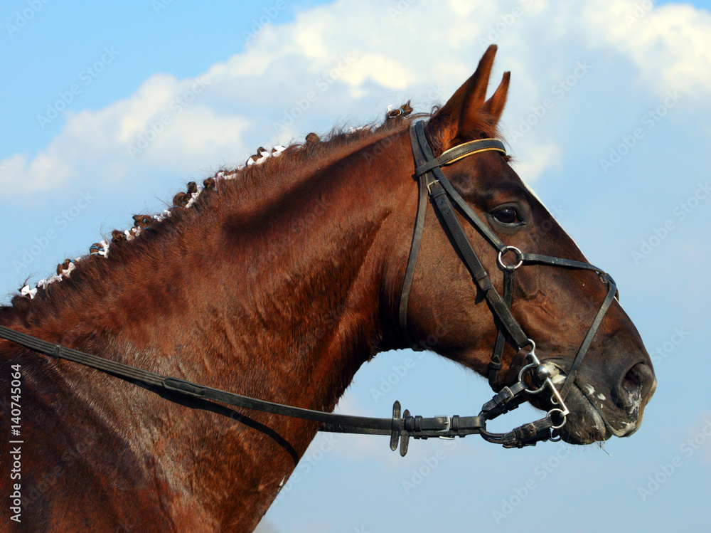 Bbeautiful brown horse head with bridle over a blue sky background Bbeautiful brown horse head with bridle over a blue sky background