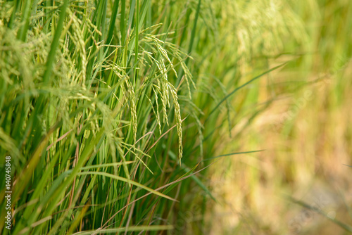 Rice field. Thai agriculture