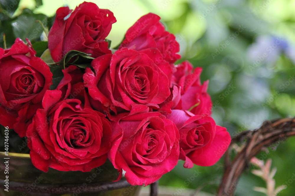 Rote gefüllte Rosen im Garten Rote gefüllte Rosen im Garten