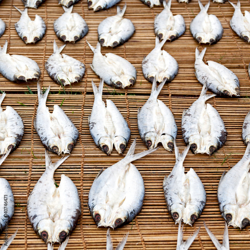  lots of fish salted and dry preparation for the market photo