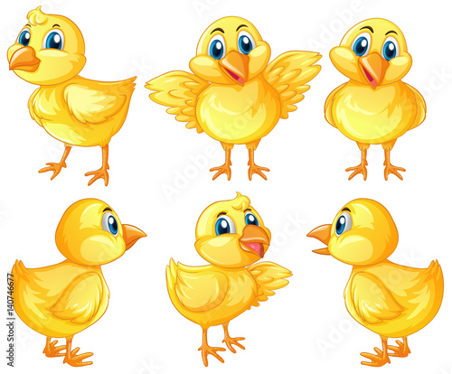 Six cute chicks on white background