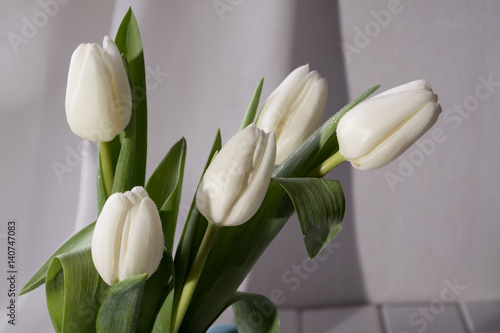 Photography Spring still life with white tulip flower bouquet. Close up