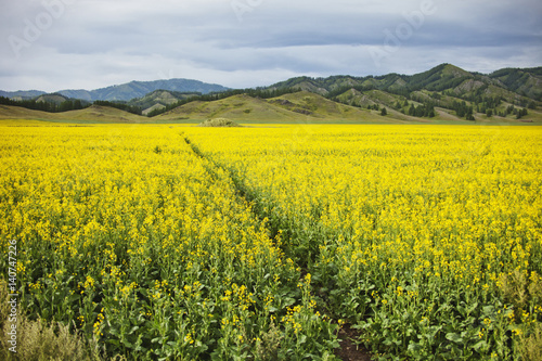 Rapeseed field. Yellow flowers. Mountain Altai landscape