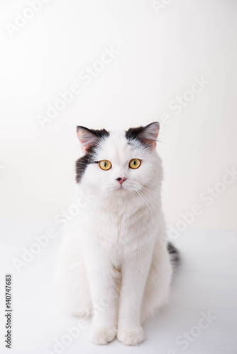 white Scottish Fold cat on a white background