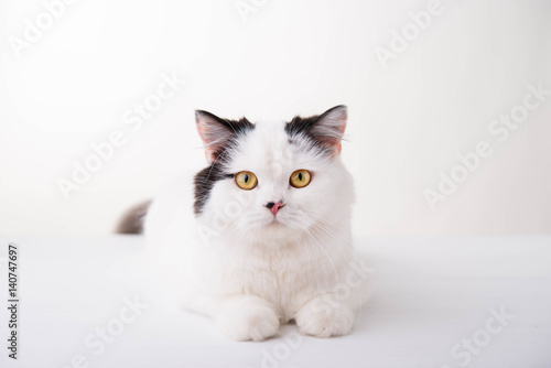 white Scottish Fold cat on a white background