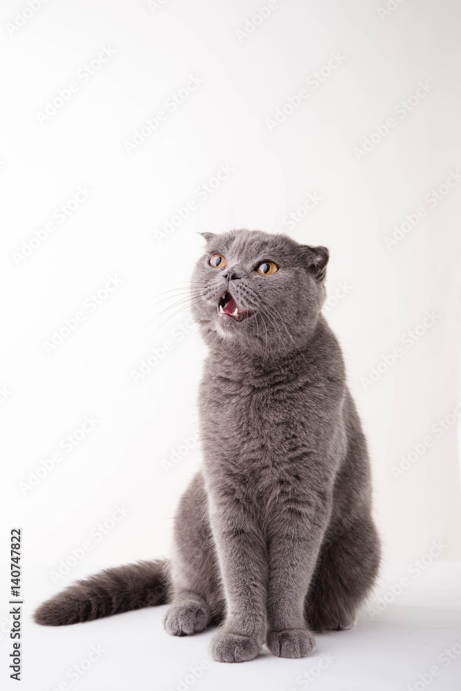 gray cat British Shorthair on a white background