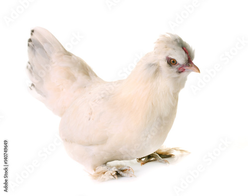 white Sultan chicken