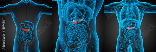 3d rendering medical illustration of the pancrease