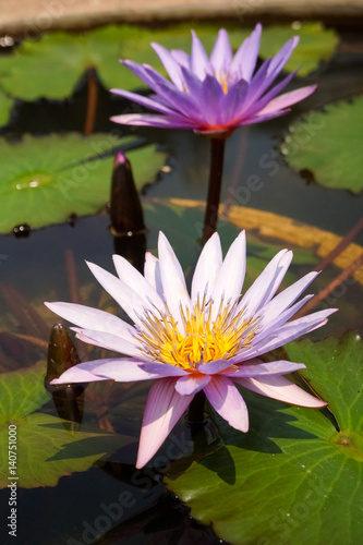 Blooming lotus flower in the pond