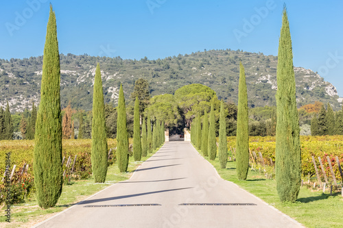 Photos paysage provençal, allée de cyprès parmi les vignes, domaine viticole