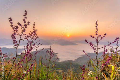 Closeup of Pink Flowers at sunrise over the mountains in National Park.