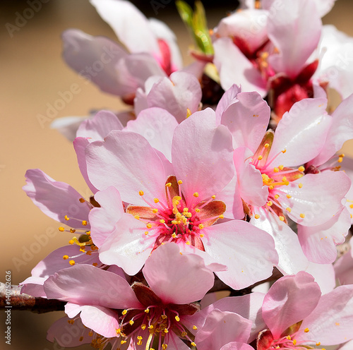 Almond flowers in 