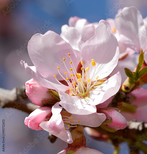 Almond flowers in 