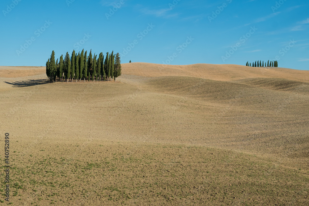 Cypresses on San Quirico d'Orcia