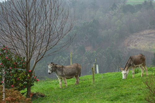 Donkeys in a meadow in Asturias (Spain)