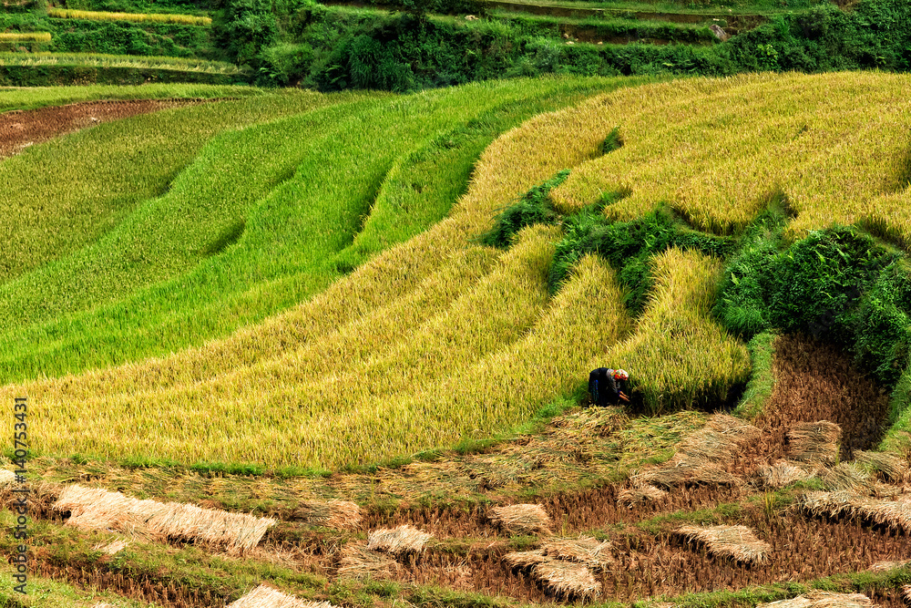 rice farmers on the terraces