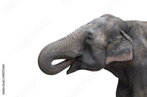 Cute grey Elephant portrait with open mouth on white background.