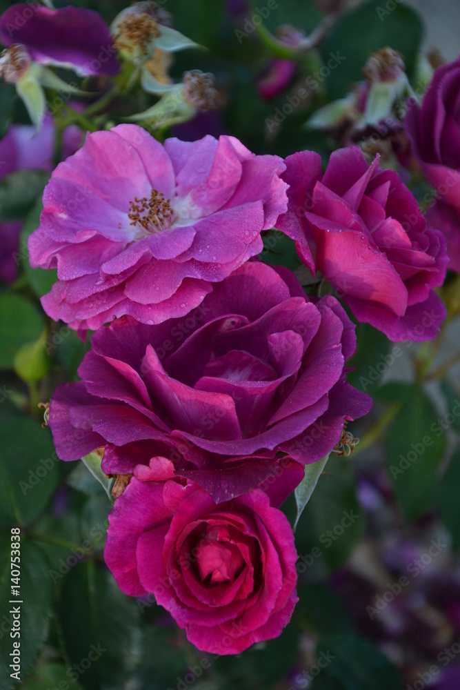Beetrose Violett 18 Beetrose Violett 18