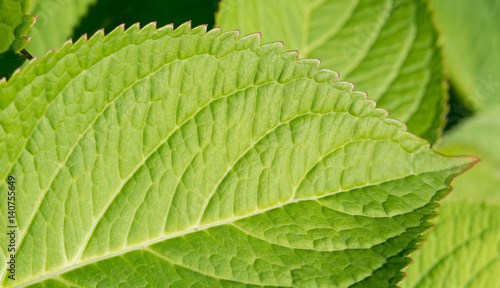 Beautiful green hydrangea leaves. Close-up. Pattern. Sunny day.