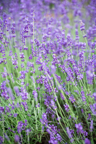 Lavender growing in a field. Lavender is a beautiful aroma herbal flower. Close-up view lavenders