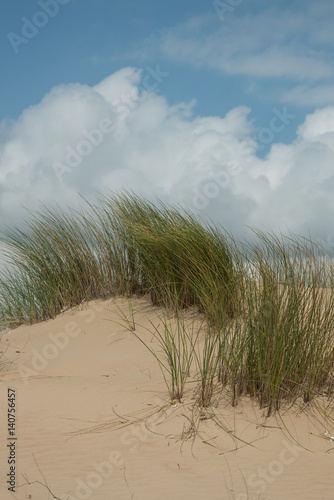Fototapeta Naklejka Na Ścianę i Meble -  Dune di sabbia su una spiaggia del Mediterraneo