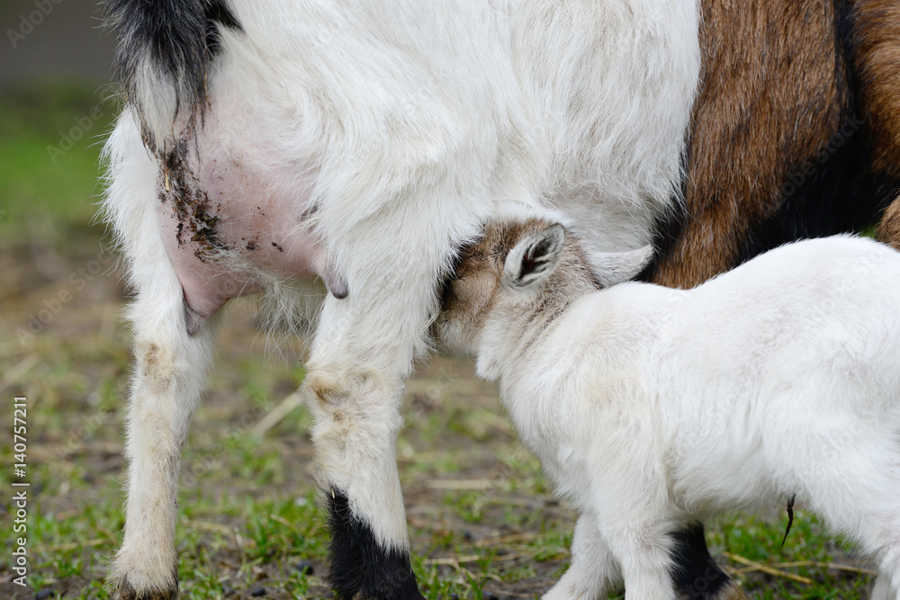 Fototapeta premium goat kid suck in the nature