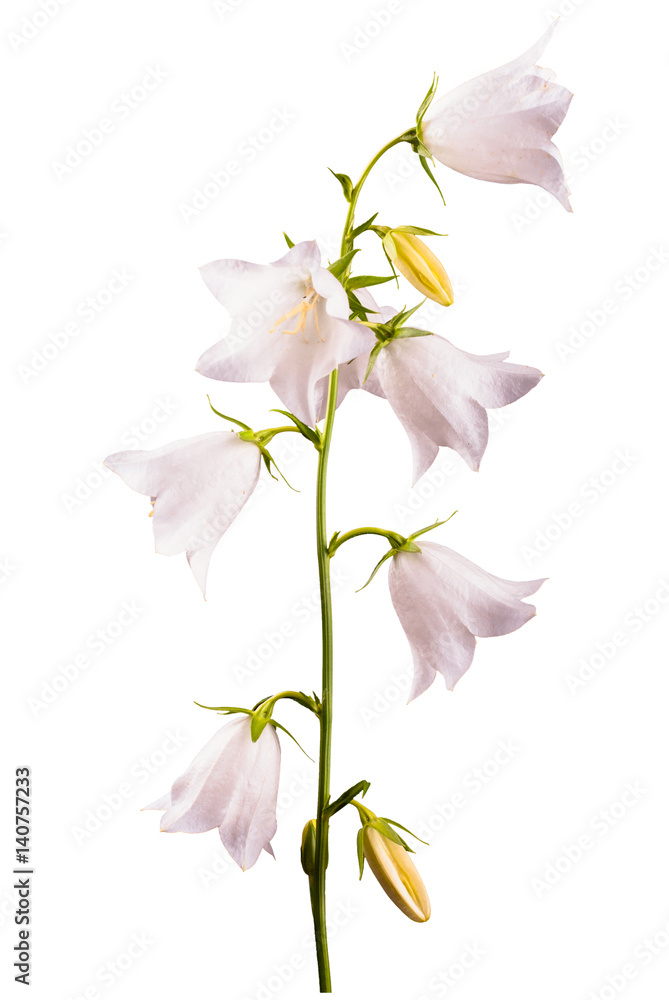 White bell flower_11