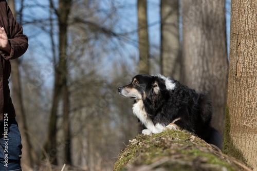 Fototapeta Naklejka Na Ścianę i Meble -  Hundespaziergang im Wald